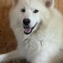 Lucy - Siberian Husky