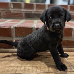 Sunny- yellow collar - Black male Labrador Retriever puppy in Mount Olive, Mississippi from 3 King Kennels