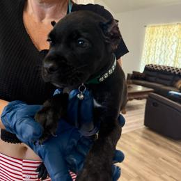 Titan - Black male Cane Corso puppy in Lubbock, Texas from Hub City Kennel