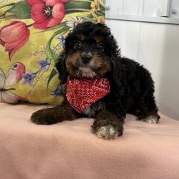 Klinner - Tri-color male Cavapoo puppy in Shipshewana, Indiana from Shelli's Puppies