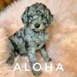 Goldendoodle Puppies from Penny Lane’s Doodles