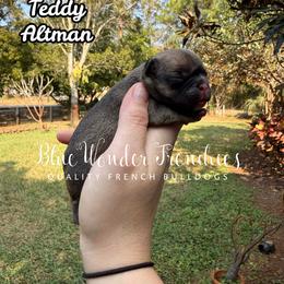 Teddy Altman - Fawn female French Bulldog puppy in Loxahatchee, Florida from Blue Wonder Frenchies