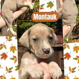 MONTAUK - Mantle merle female Great Dane puppy in Bolivar, New York from Prophecy Danes