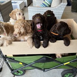 Goldendoodle Puppies from O’Doodle Clan Goldendoodles