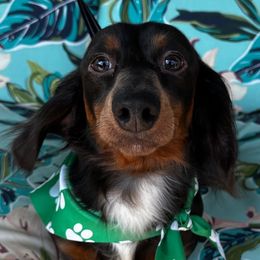 AKC - Roman - Black and tan male Dachshund puppy in Omaha, Nebraska from Colorful Dachshunds