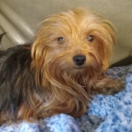 Sinti - Yorkshire Terrier