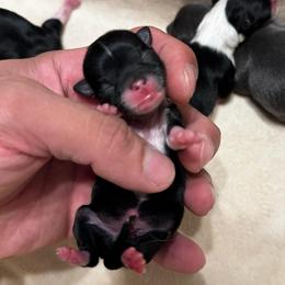 TBD 2 - Black and white male Chihuahua puppy in Davenport, Florida from Clan Cordovathone