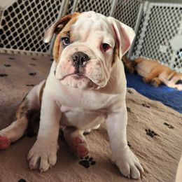 Bulldog Puppies from Mary Estabrook