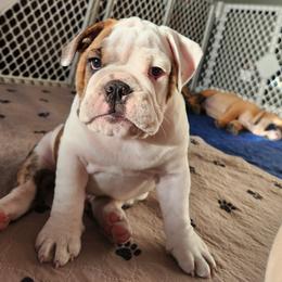 Bulldog Puppies from Mary Estabrook