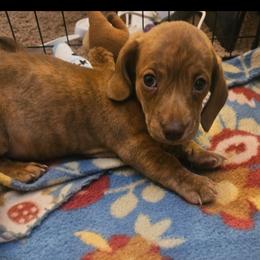 Brutus - Brindle male Dachshund puppy in Muncie, Indiana from Dog Crick Daschunds