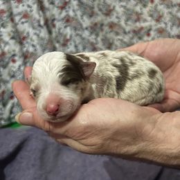 Girl 2 - Red merle female Border Collie puppy in Memphis, New York from Dual Traxx Border Collies