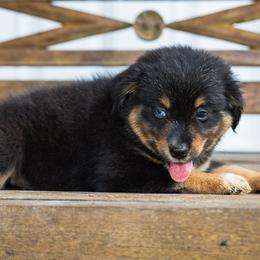 Jafar - Black tri male Miniature Australian Shepherd puppy in Buna, Texas from R & C Kennels