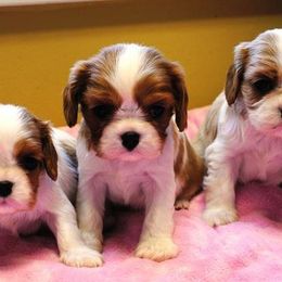Cavalier King Charles Spaniel Puppies from Linda Whitmire's Cavalier King Charles Spaniels