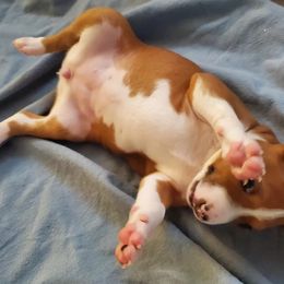 Basenji Puppies from Basenji Puppies