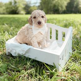 Jack - Cream male Goldendoodle puppy in Ooltewah, Tennessee from Allison Family Doodles