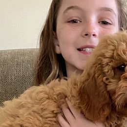 Boy 5 - Goldendoodle puppy in Newport, New York from Snuggle Me Doodles