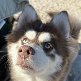 Lilly - Pomsky