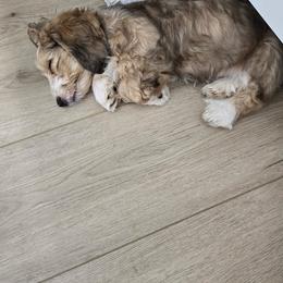 Dachshund and Goldendoodle Puppies from Schmidt’s Doxies N Doodles