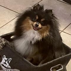 Rori - Pomeranian
