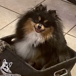 Rori - Pomeranian