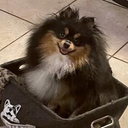 Rori - Pomeranian
