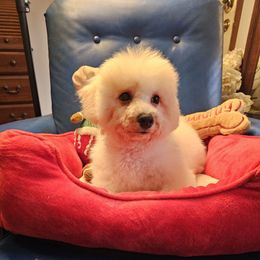 Cinnamon - White and buff female Bichon Frise puppy in Chatham, Illinois from Bichon Frise Partnership