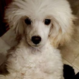 Mira - Poodle