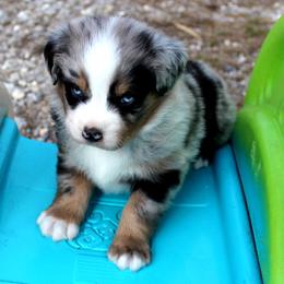 Heather - Blue merle female Australian Shepherd puppy in Falcon, Missouri from www.maubachranch.com