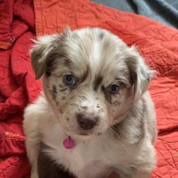 Australian Shepherd Puppies from Kent island Aussies