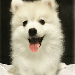 Pomeranians and Pomskies from Mumble Blue Pomskies