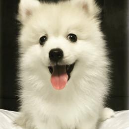 Pomeranians and Pomskies from Mumble Blue Pomskies