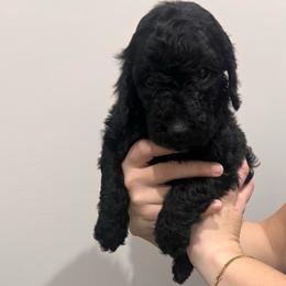 Vixen - Black female Labradoodle puppy in Monticello, Georgia from Daylin’s Doodles & Labradors