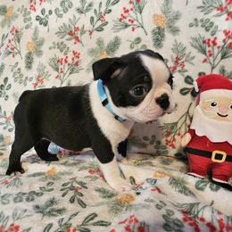 Boy 1 Lt Blue Collar - Black brindle and white male Boston Terrier puppy in Gore, Oklahoma from Ford's Traditional and Colored Boston Terriers