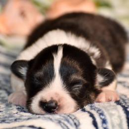 Baxter - Black and tan male Pembroke Welsh Corgi puppy in East Canton, Ohio from Victorian Farms