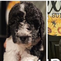 Johb - Saint Berdoodle puppy from Doodles by Starlight