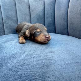 Bush - Chocolate and tan male Dachshund puppy in Knoxville, Tennessee from East TN Dachshunds