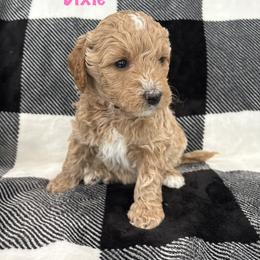 Dixie - Cream female Goldendoodle puppy in Annville, Pennsylvania from Bellegrove Goldendoodles