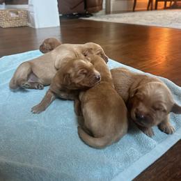 Golden Retriever Puppies from Red-Dawn