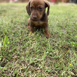 Dachshund Puppies from Crenshaw Dachshunds