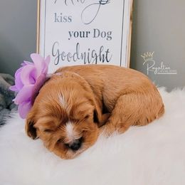 Cavalier King Charles Spaniel Puppies from Royalton Cavaliers