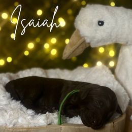 Isaiah - Chocolate male Assorted Doodle Crosses puppy in West Monroe, Louisiana from Southern Haven Doodles