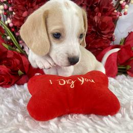 Grey - Lemon and white male Beagle puppy in Katy, Texas from Houston’s Howlin’ Hounds