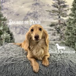 Duchess - Dachshund