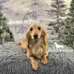 Duchess - Dachshund