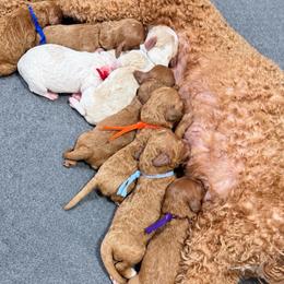 1st pick male - Red male Cavapoo puppy in Mona, Utah from Hearts Full of Puppies