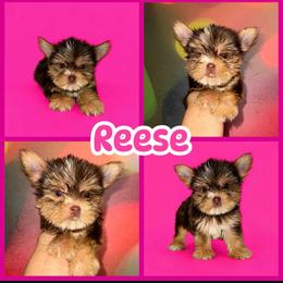 Reese - Chocolate, tan and white female Yorkshire Terrier puppy in Flowood, Mississippi from Prissy PawPals