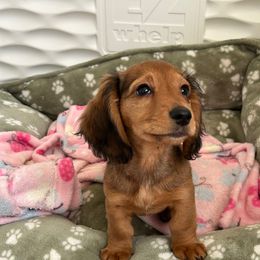 Red Boy - Red male Dachshund puppy in Belfair, Washington from SnortVille Frenchies & CreekSide Mini Doxies