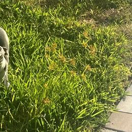 Italian Greyhound Puppies from Fisher Link