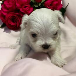 Boy 2 - White male Maltipoo puppy in Mooresville, North Carolina from Clearview Canines