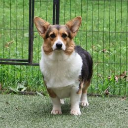 Maeve - Pembroke Welsh Corgi